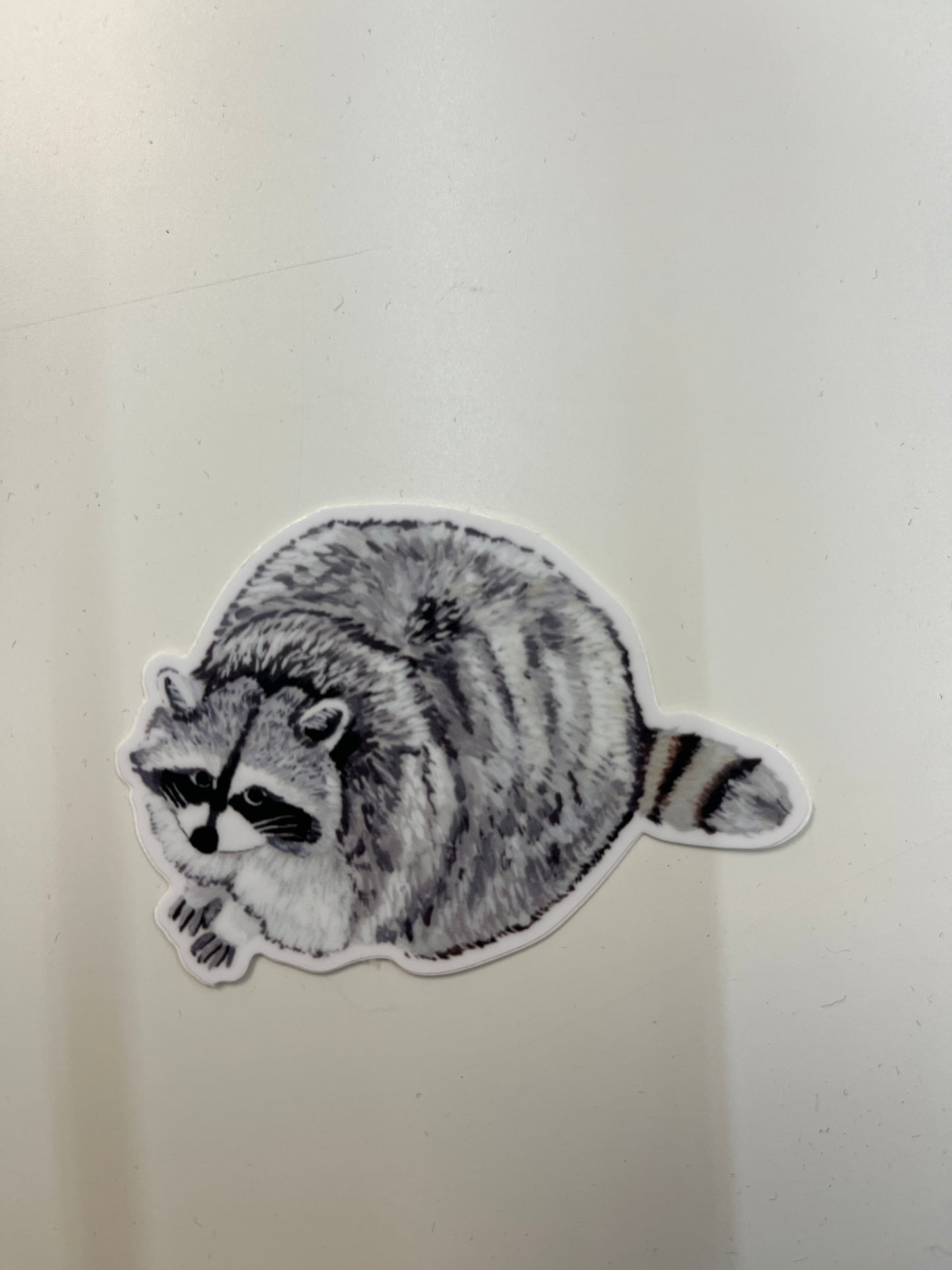 Raccoon Sticker